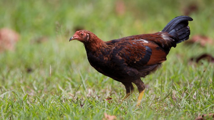 Red Junglefowl Sounds screenshot image 7_Popularmodapk.com