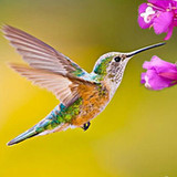 The Hummingbird1.1.4_Popularmodapk.com