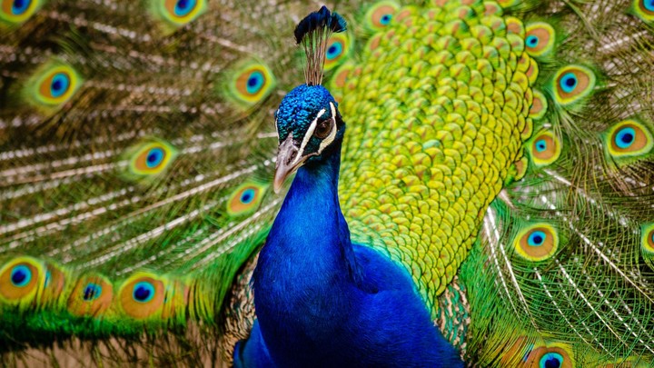 Peacock Sounds screenshot image 7_Popularmodapk.com
