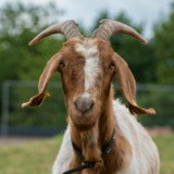 Goat Sounds2.3_Popularmodapk.com