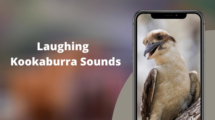 Laughing Kookaburra Sounds screenshot image 2_Popularmodapk.com
