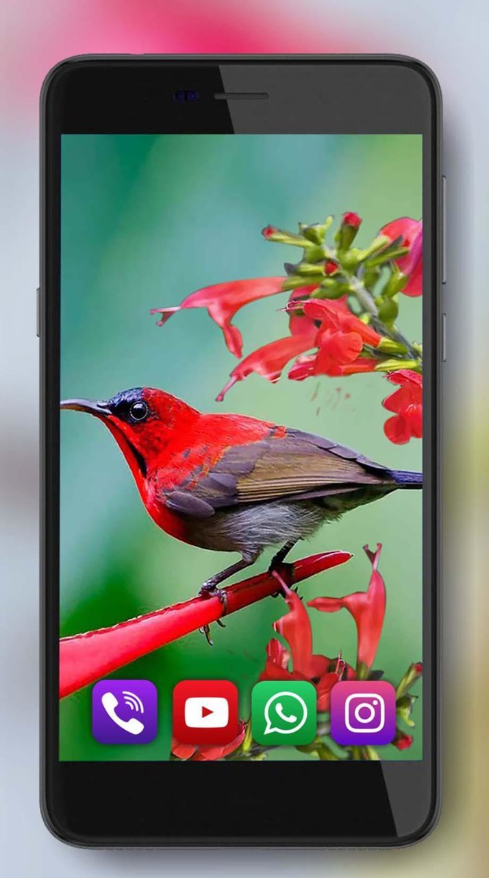 Colibri Exotic Live Wallpaper screenshot image 7_Popularmodapk.com