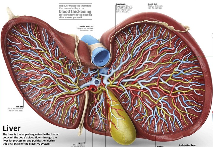 Human Body Encyclopedia screenshot image 3_Popularmodapk.com