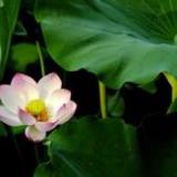 Firmware Know-How1.0.0_Popularmodapk.com