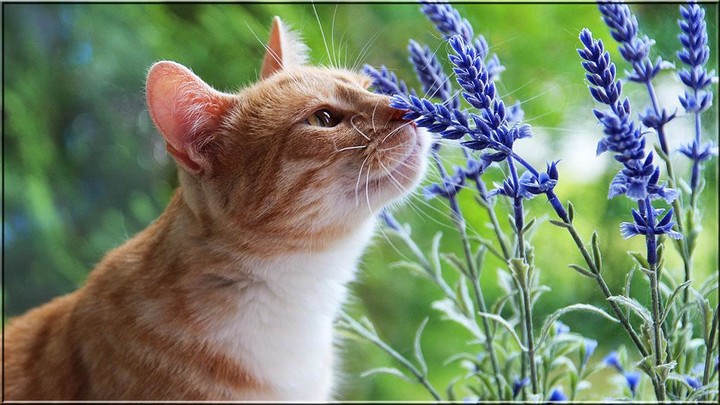 Animals Puzzles Jigsaw screenshot image 2_Popularmodapk.com