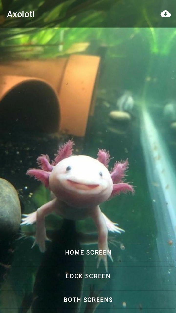 Axolotl Wallpaper Cute HD & 4K screenshot image 6_Popularmodapk.com