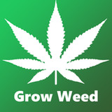 Grow Weed Farm:Cannabis Plants2.3_Popularmodapk.com