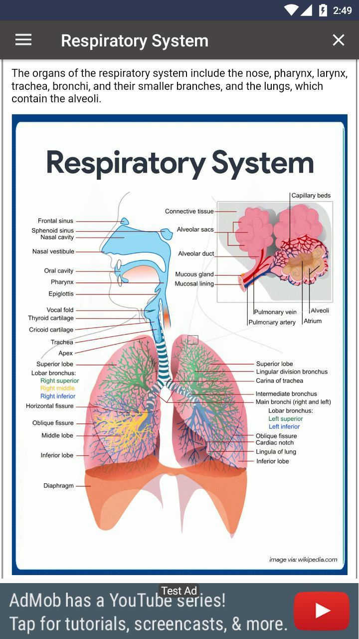 Respiratory System screenshot image 3_Popularmodapk.com