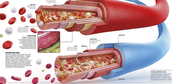 Human Body Encyclopedia screenshot image 1_Popularmodapk.com