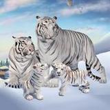 Wild White Tiger Family Sim1.2_Popularmodapk.com