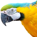 Animals, games, curiosities2.3.2_Popularmodapk.com