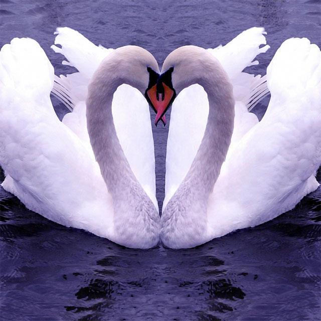 Swans Jigsaw Puzzles screenshot image 1_Popularmodapk.com