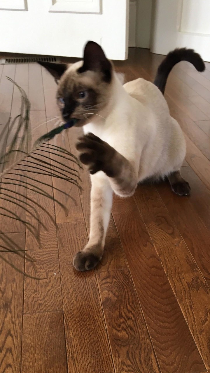 Siamese Wallpapers screenshot image 6_Popularmodapk.com