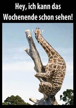 Lustige Bilder für Whatsapp screenshot image 7_Popularmodapk.com