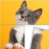 Swappy – Jigsaw Puzzles1.1.1_Popularmodapk.com