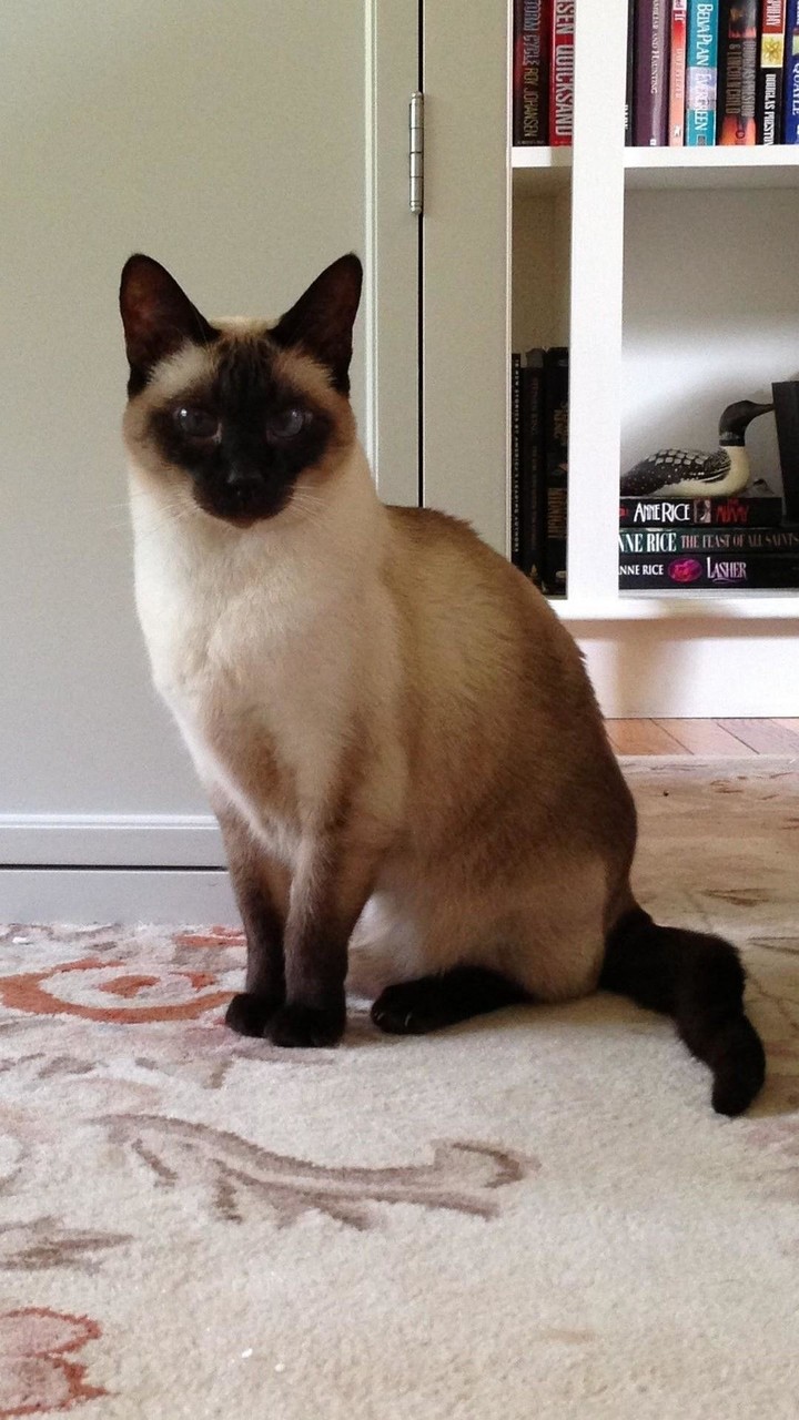 Siamese Wallpapers screenshot image 8_Popularmodapk.com