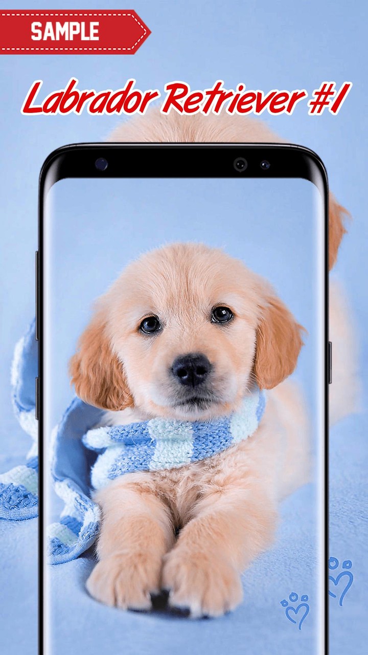 Labrador Retriever Wallpaper screenshot image 1_Popularmodapk.com