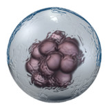 Microbe Live Wallpaper1.2.4_Popularmodapk.com