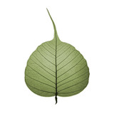 Bodhi Timer6.0.0_Popularmodapk.com