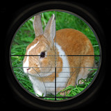 Rabbit Hunting 3D5_Popularmodapk.com