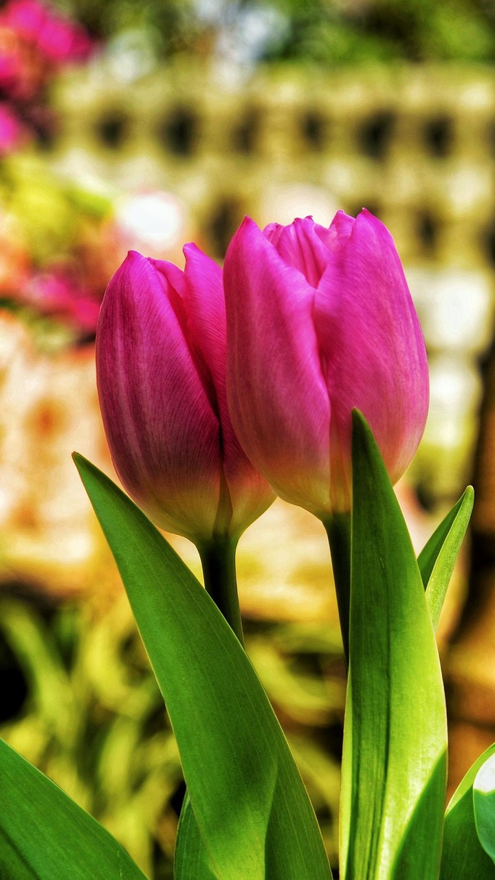Tulip Wallpapers screenshot image 8_Popularmodapk.com