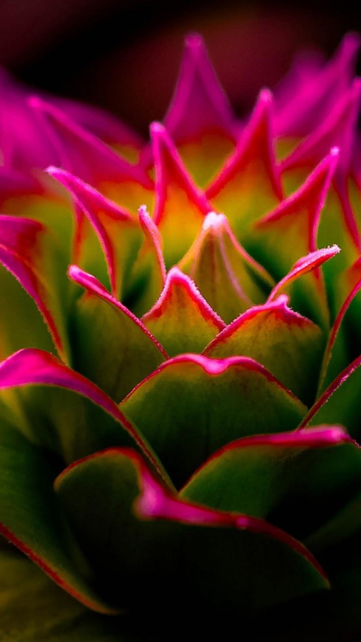 HD Macro Wallpaper screenshot image 1_Popularmodapk.com