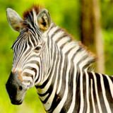 Real Zebra : Zebra Games1.5_Popularmodapk.com