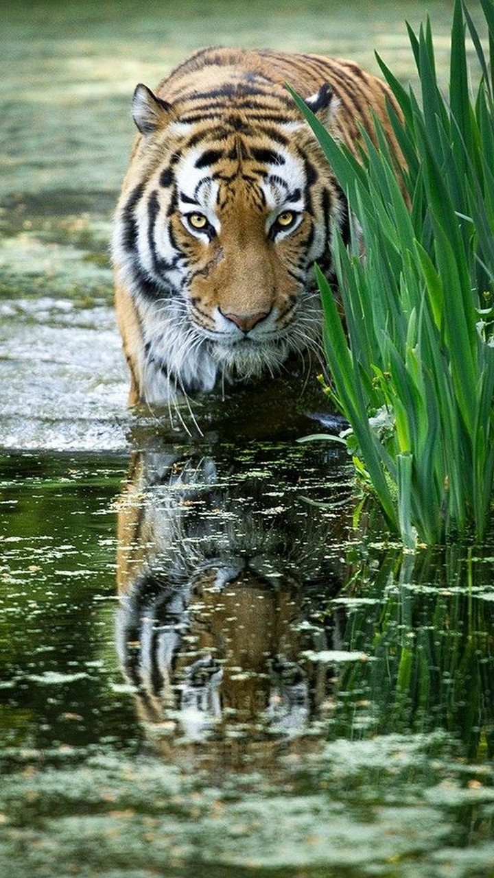 Tiger Wallpapers screenshot image 8_Popularmodapk.com