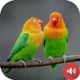 Lovebird Sounds1.0_Popularmodapk.com