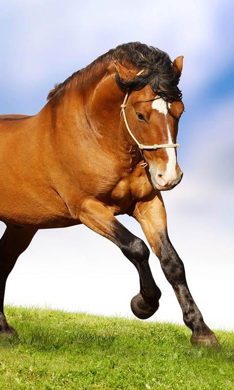 Horses Live Wallpaper screenshot image 9_Popularmodapk.com