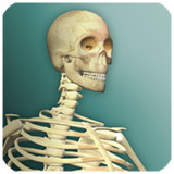 Idle Human 2<span>(Unlimited currency)</span>1.0.7_Popularmodapk.com