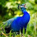 Peacock Sounds3.5_Popularmodapk.com