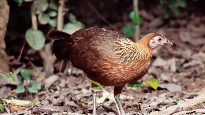 Red Junglefowl Sounds screenshot image 5_Popularmodapk.com