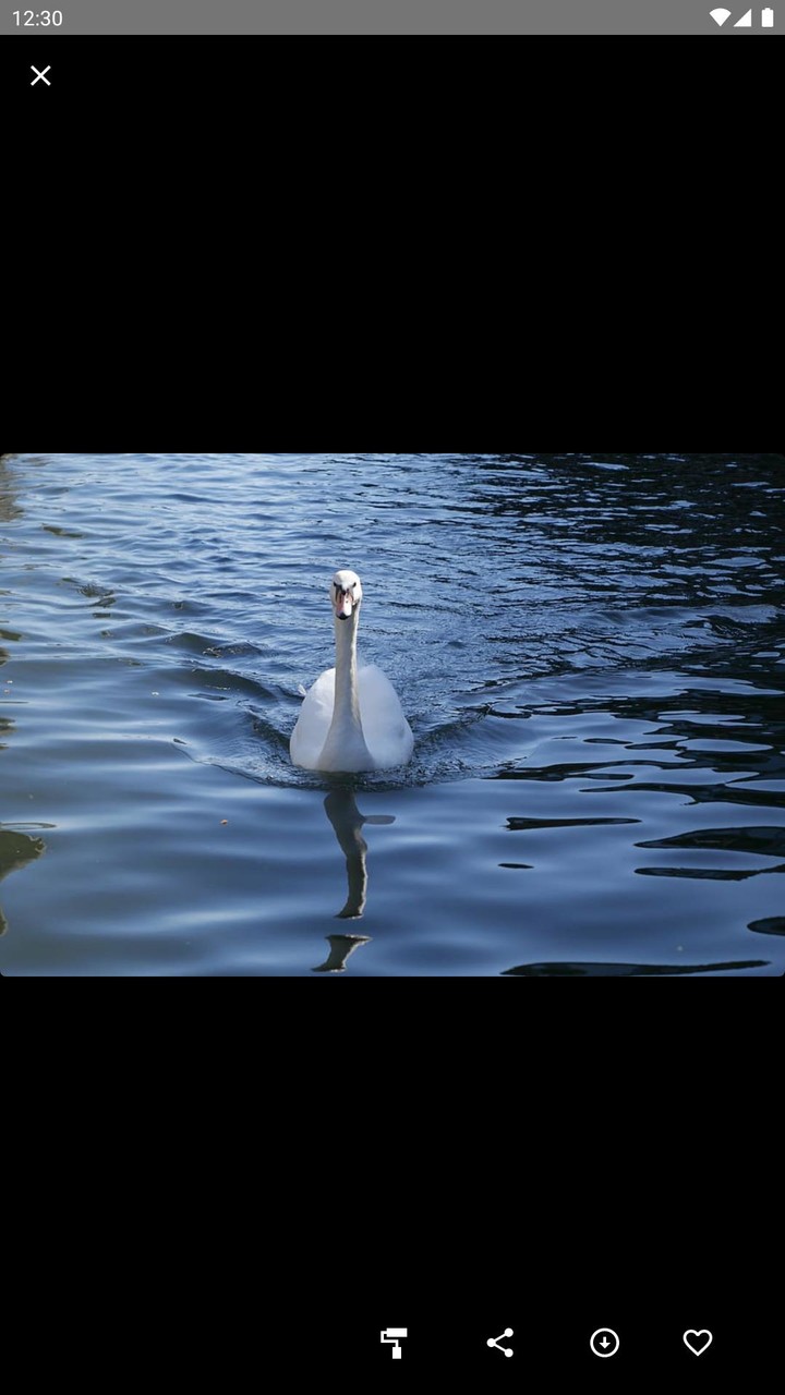 Swan Wallpaper screenshot image 15_Popularmodapk.com