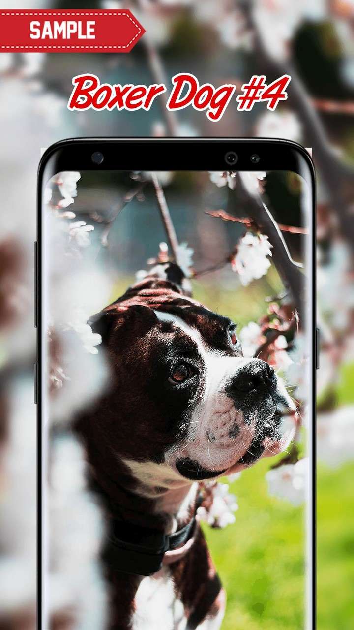 Boxer Dog Wallpaper screenshot image 9_Popularmodapk.com