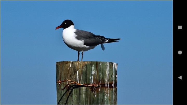 Gull Backgrounds screenshot image 3_Popularmodapk.com