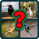 Birds guess10.11.2_Popularmodapk.com