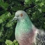 Pigeon: A Love Story(all contents for free)0.5_Popularmodapk.com