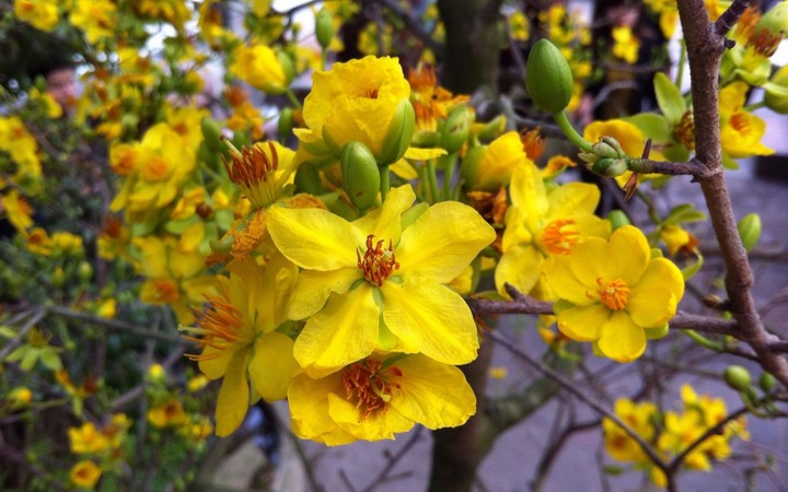 Mai Flower Live Wallpaper screenshot image 7_Popularmodapk.com