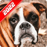 Boxer Dog Wallpaper1.5_Popularmodapk.com