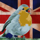 Quiz: British Birds1.1.0_Popularmodapk.com