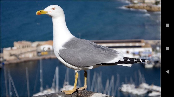 Gull Backgrounds screenshot image 1_Popularmodapk.com