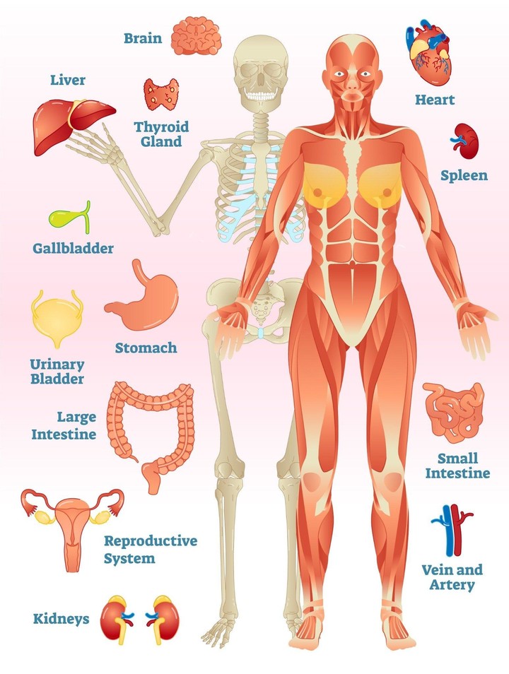 Human Body Encyclopedia screenshot image 10_Popularmodapk.com
