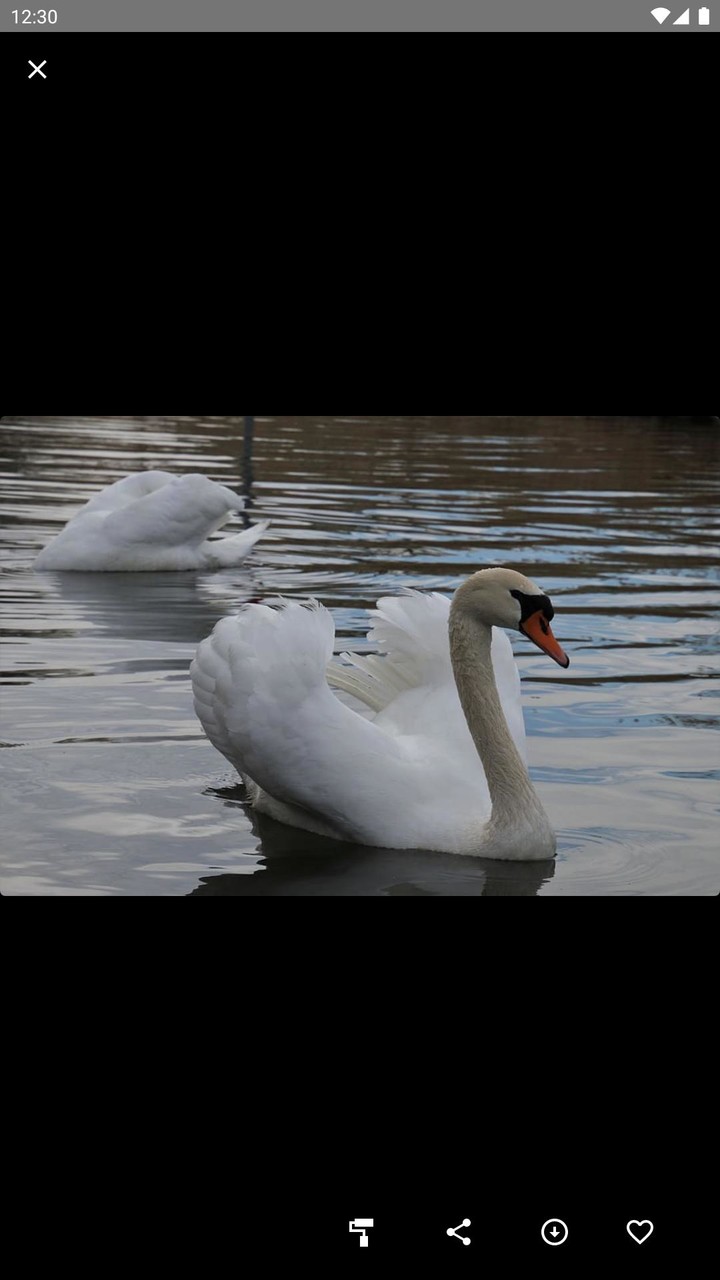 Swan Wallpaper screenshot image 2_Popularmodapk.com