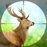 Animal Hunting Forest Hunt2.0_Popularmodapk.com