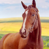 Horse Home<span>(Unlimited money)</span>1.0.1_Popularmodapk.com