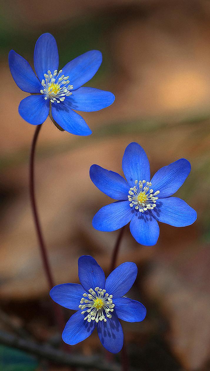 HD Macro Wallpaper screenshot image 6_Popularmodapk.com