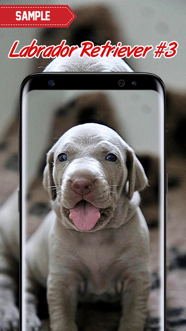 Labrador Retriever Wallpaper screenshot image 9_Popularmodapk.com