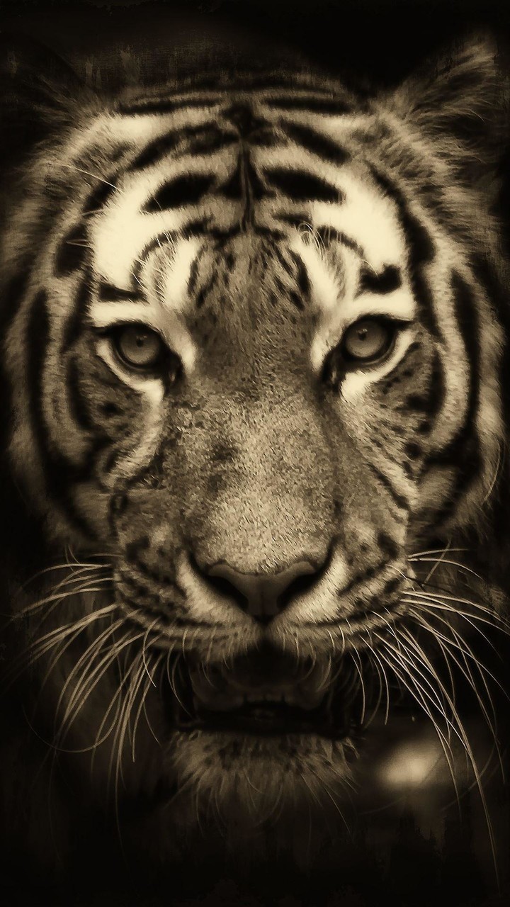 Underwater Tiger screenshot image 1_Popularmodapk.com