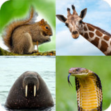 Animal Quiz: Guess the Animal1.1.21_Popularmodapk.com